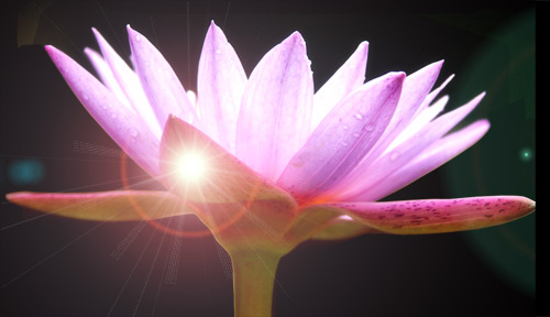 water lily flare