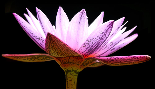 water lily spots