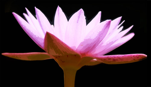 water lily glow